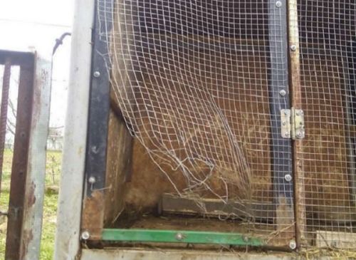 Чупакабра под Ужгородом нападает на домашних животных