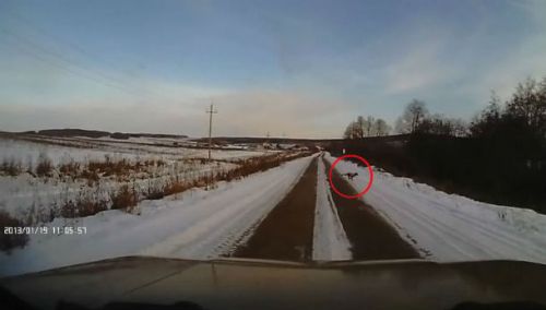 В Башкирии водителю перебежала дорогу чупакабра (видео)